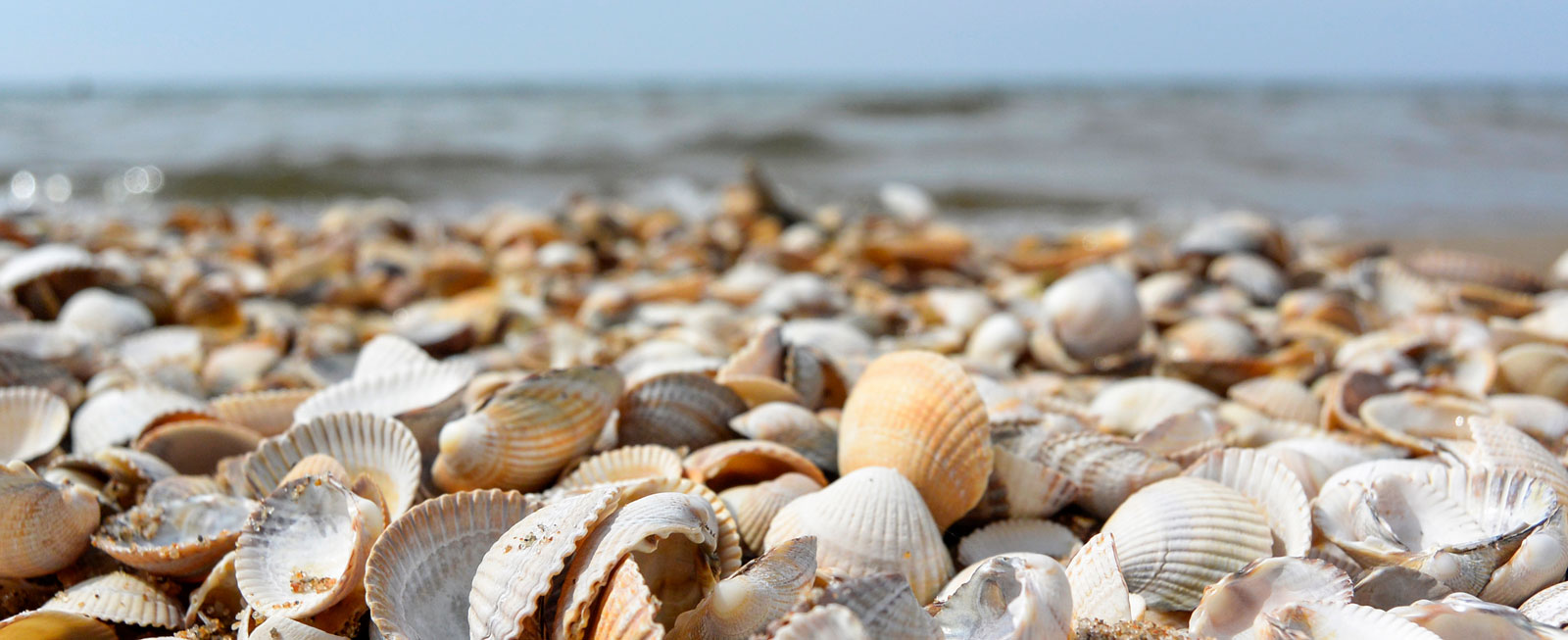 Snäcksamlare hamnar lätt i sjunde himlen när de kommer till stranden.