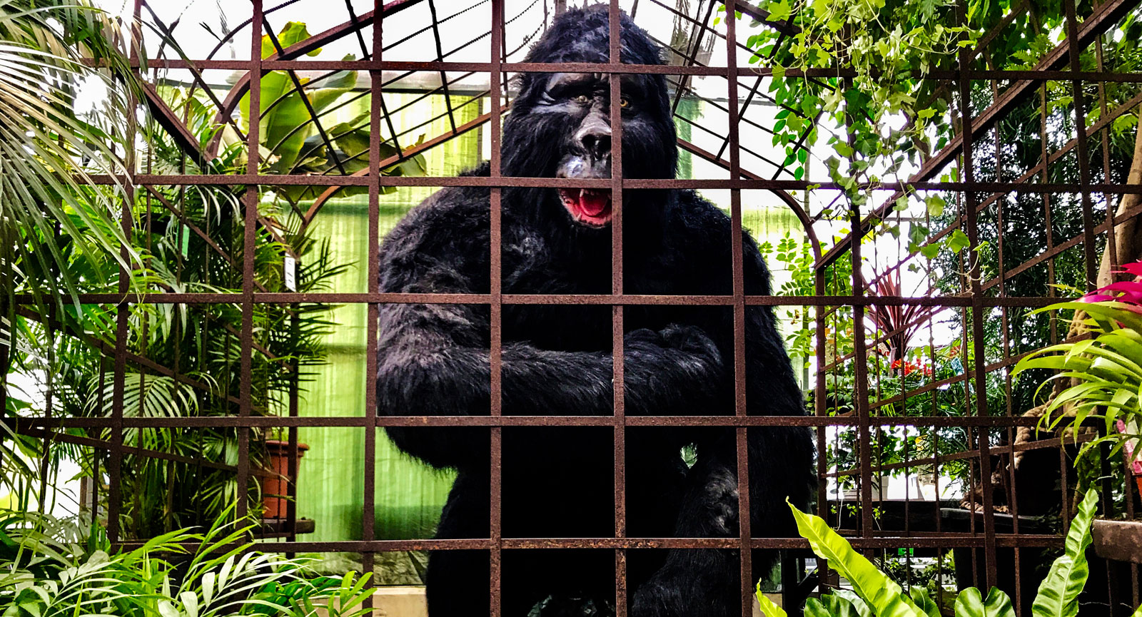 Under orkidéveckorna har dinosaurier och gorillor besökt Åsby.
