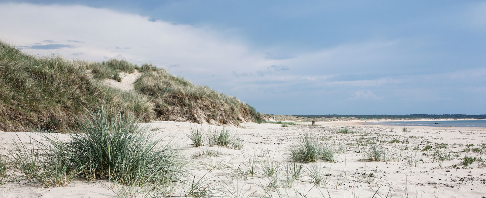 Planteringen av strandråg och sandrör i början av 1800-talet minskade sandflykten och sanddynerna bevarades.