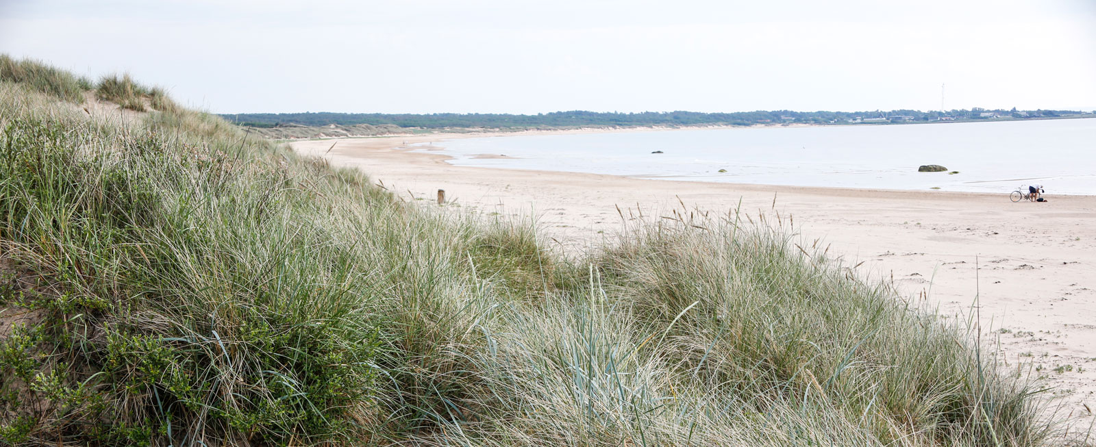 Sanddynerna följer hela strandlinjen.