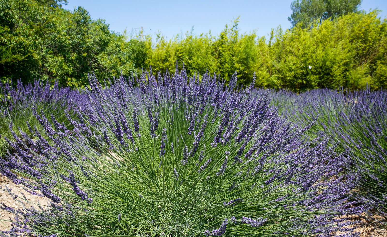 På lavendeltur i Provence