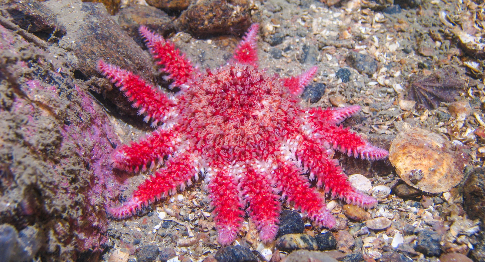 Röd Sjösol, Crossaster papposus. Kosterhavet.