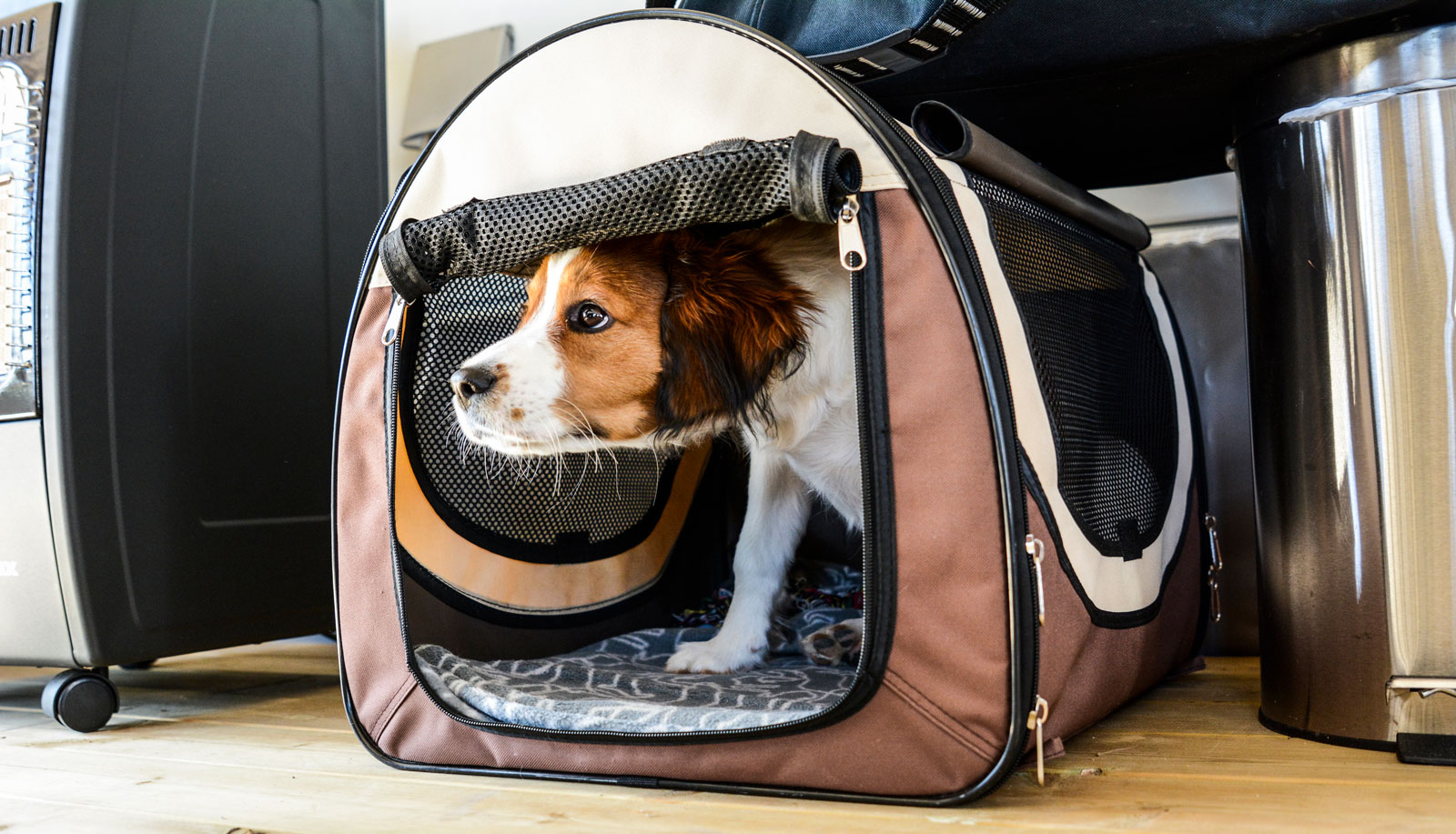 Hunden Alice har sitt eget lilla krypin när behovet av egentid gör sig påmint.