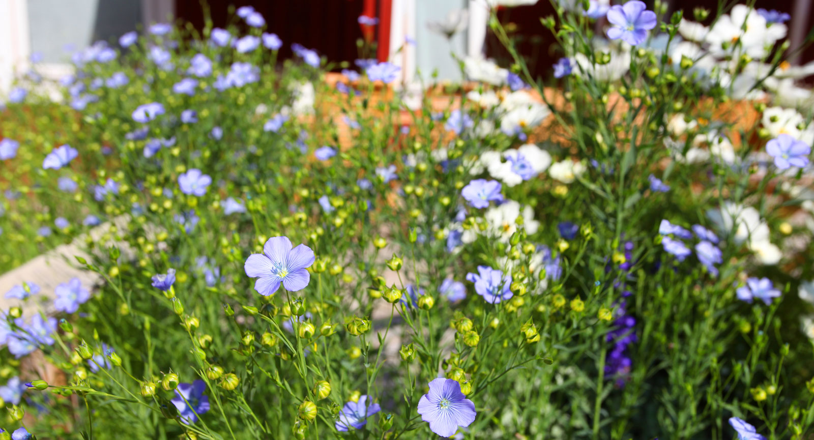 Blått välkomnande av blommande linblommor utanför Växbo Lin.