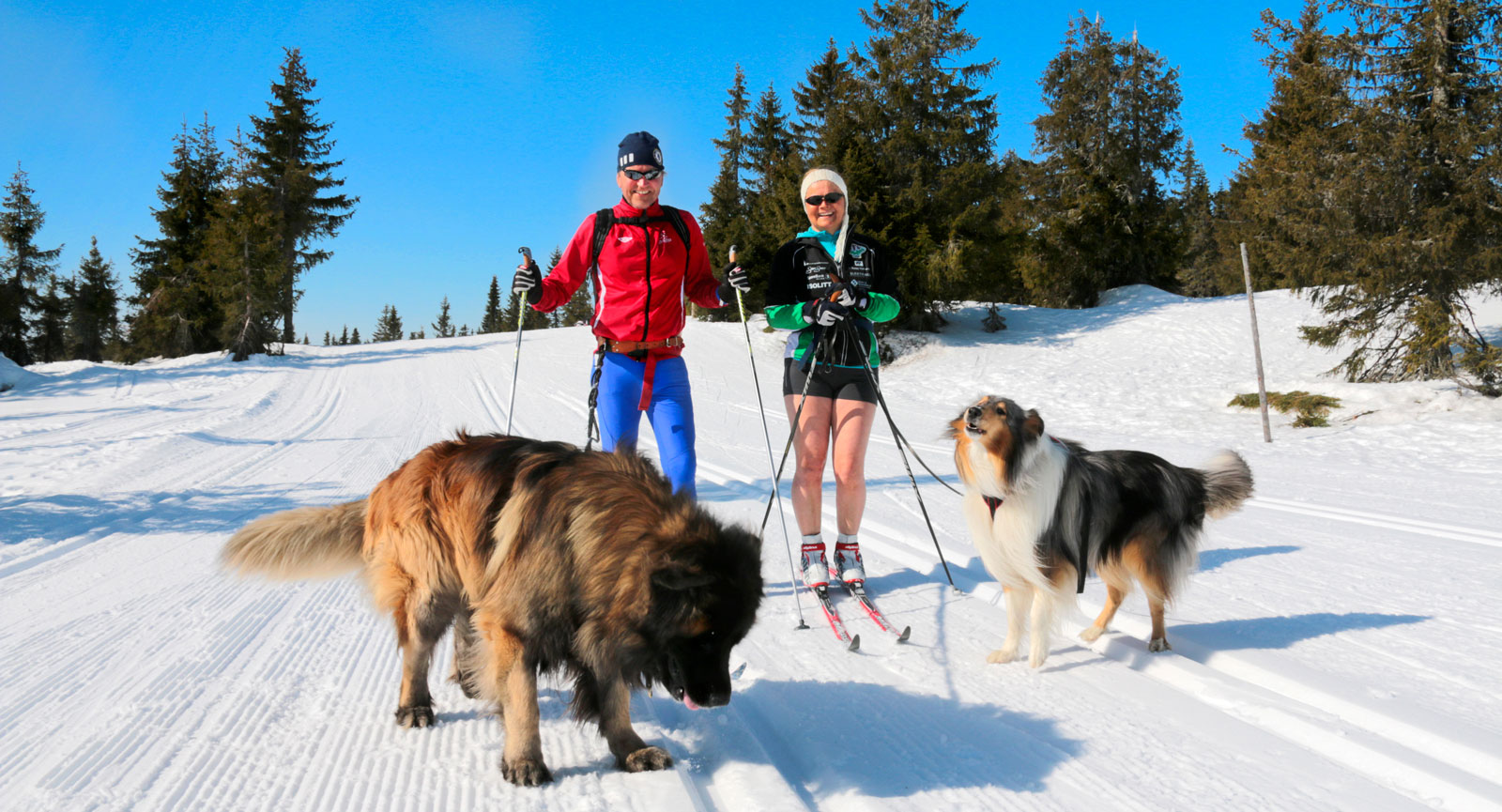Spårare. Camparna Dag och Heidi Olaussen på träningstur med hundarna Vinnie och Alex som också tycks ha fått upp ett spår.