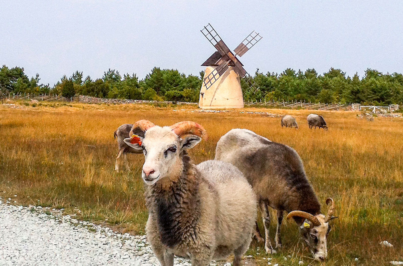 Fårös får, får ströva fritt och bjuder på ”fårmidabelt” sällskap.