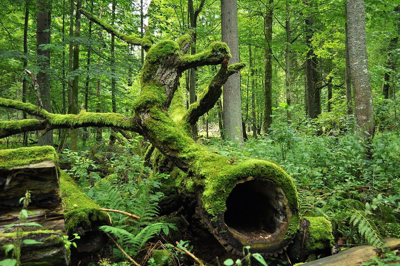 Bildcred: Wikimedia / Jacek Karczmarz
