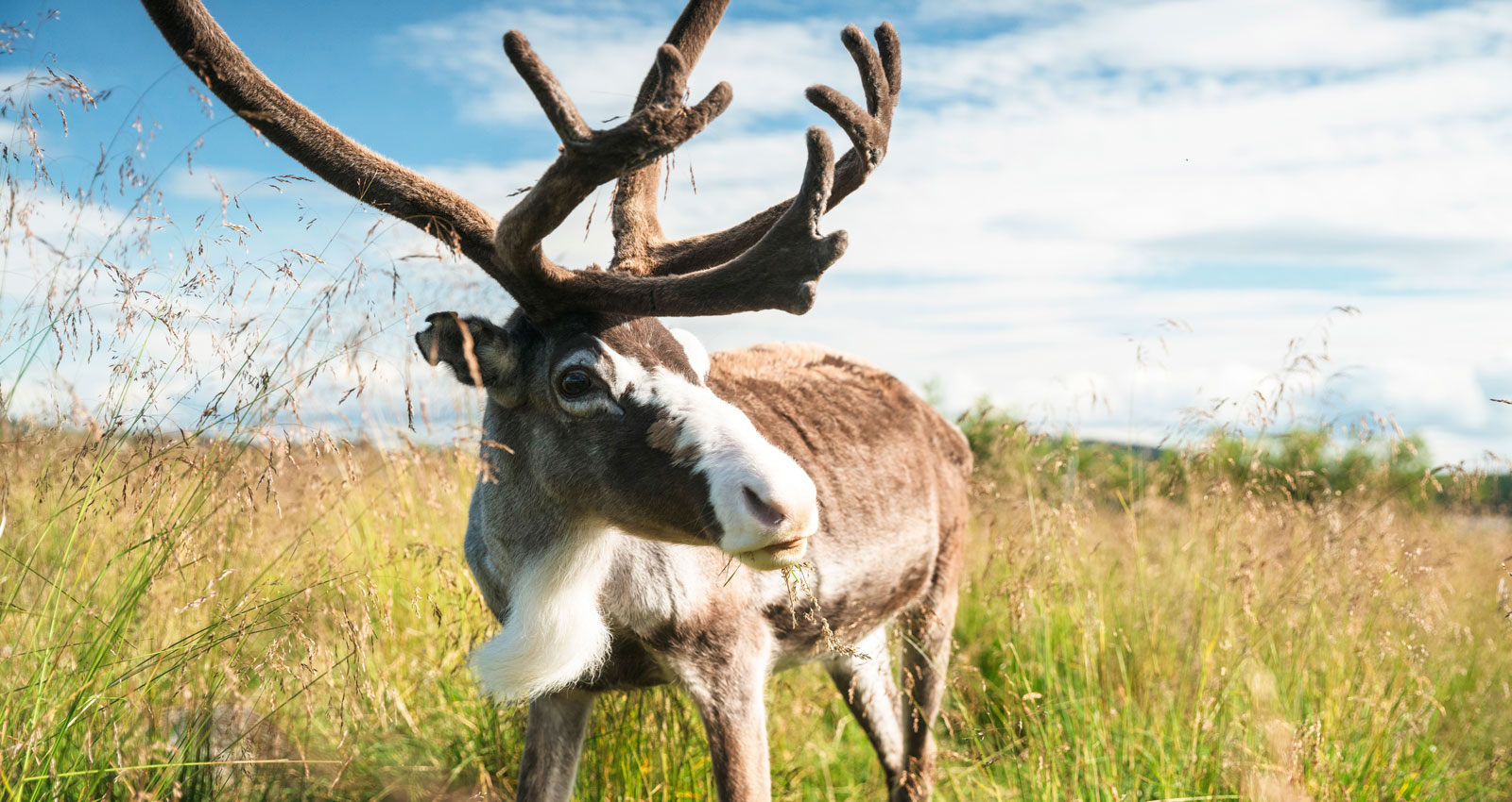 En fin ren vid Nutti Sámi Siida, där vi lär oss att alla renar fäller sina horn varje år.