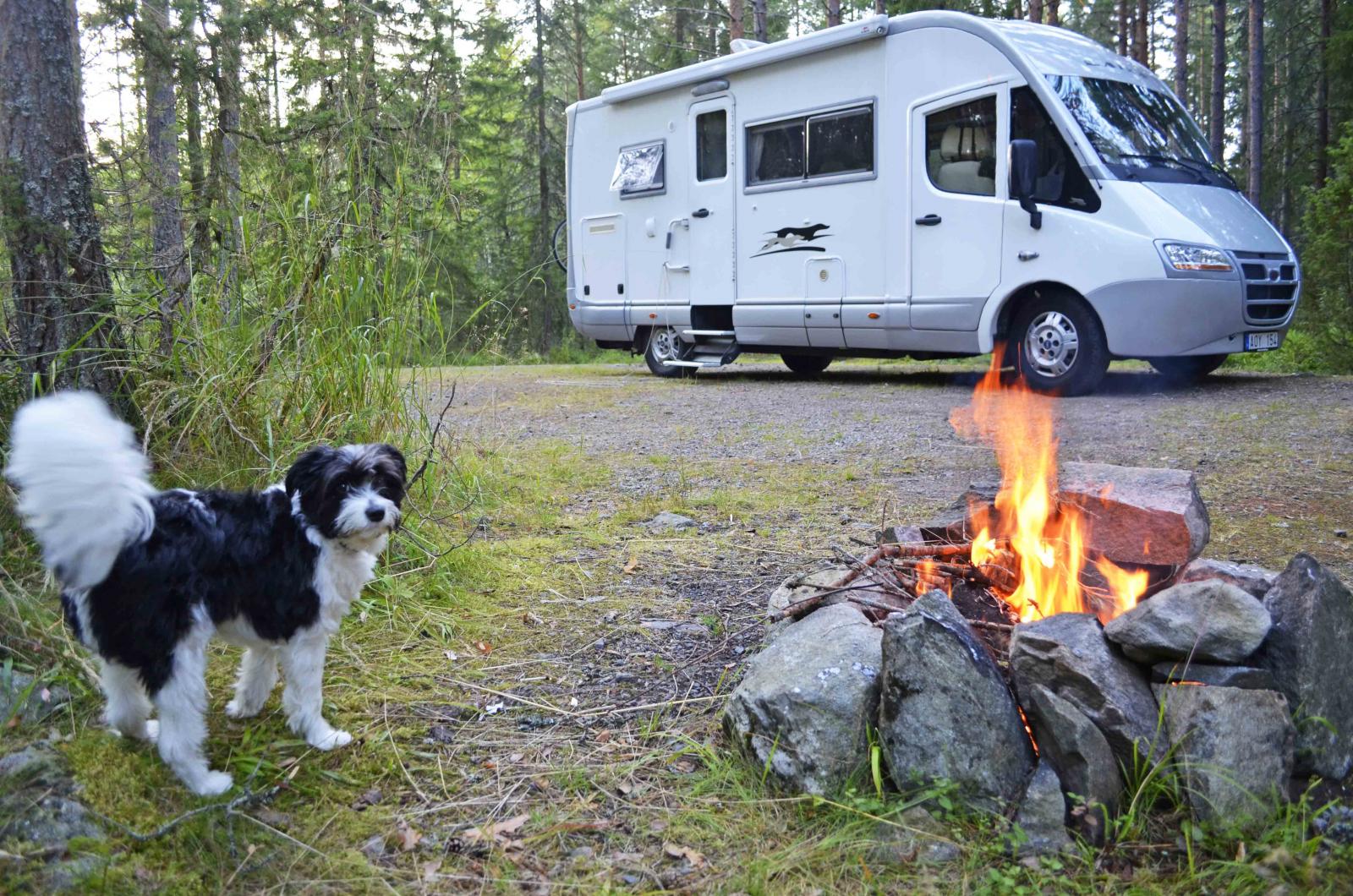 Cheeta väntar på korven som ska grillas över den högst privata elden i Glaskogens camping i västra Värmland.