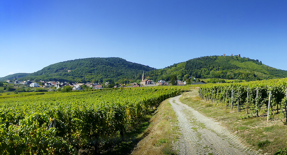 Alsace, landskapet runt Strasbourg, domineras av vinodlingar som sträcker sig upp mot bergen.