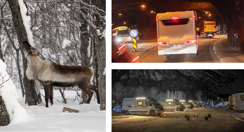 Renar är en vanlig del av vardagen här i den norska delen av Sápmi. || Under Tromsö finns ett stort nätverk av tunnlar. Ett ganska imponerande bygge som underlättar trafiken. || Stämningsfullt och ingen snö i luften på Tromsø Lodge & Camping.