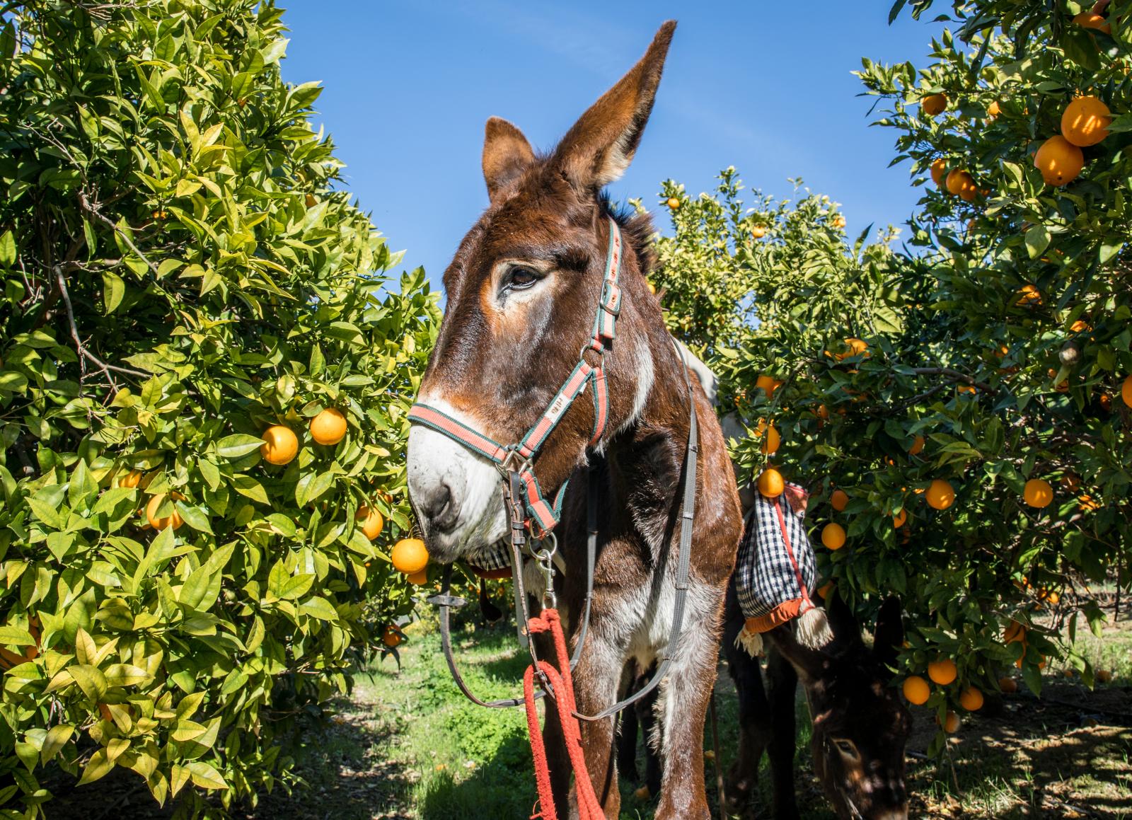 Paderne i Portugal bjöd på en magisk upplevelse med åsnor.