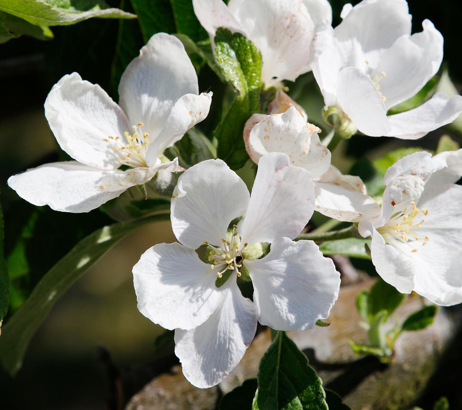 Sen blomning minskar risken för frostskador och ger bättre skörd.