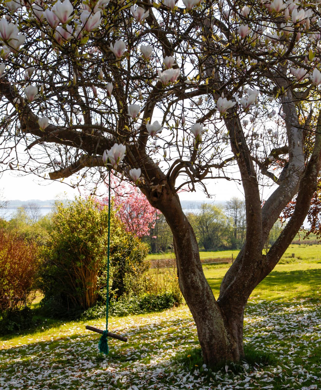 Ett vackert Magnoliaträd stod i full blom under vårt besök.