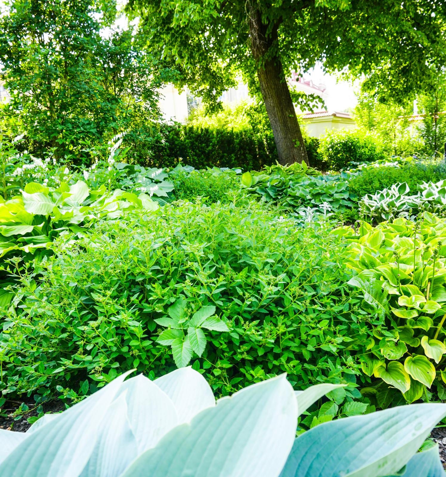 Missa inte den botaniska trädgården som är värd ett besök.