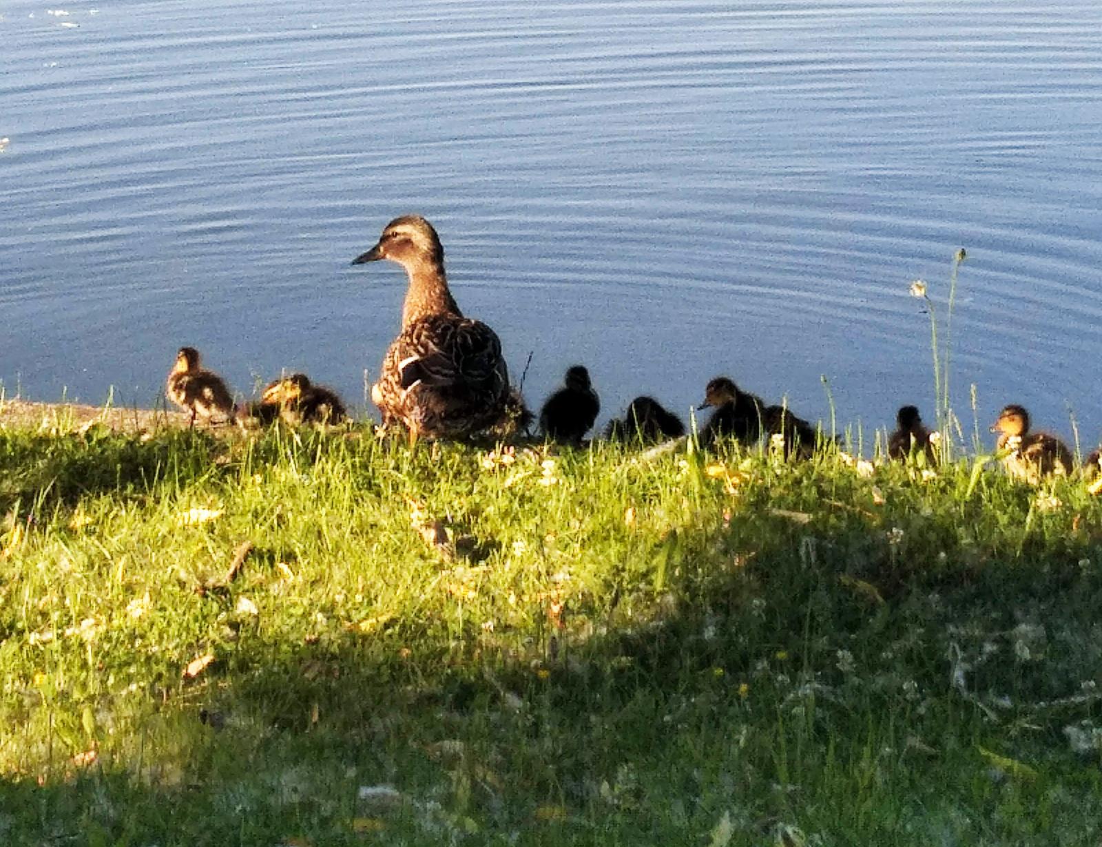 Familjen And tar ett dopp
i Arkadia.