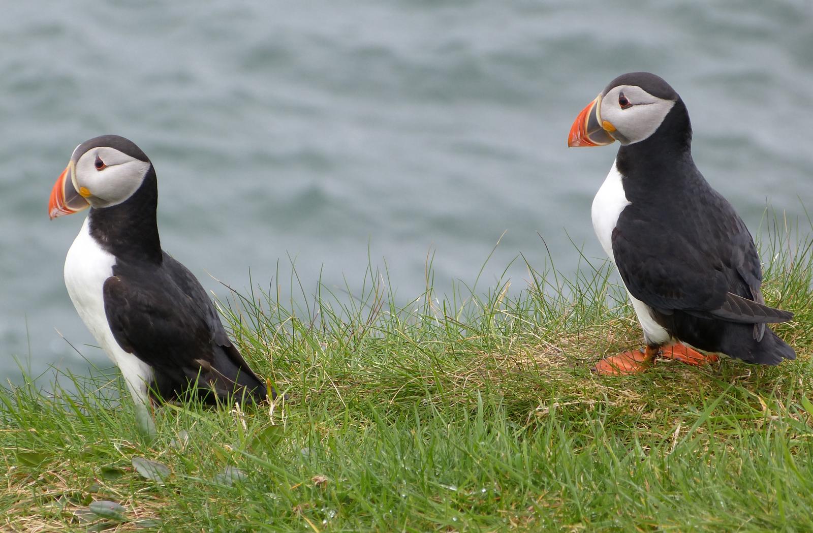 Tusentals lunnefåglar häckar på Staffa, där de är lätta att locka ut ur sina hålor för fotografering.