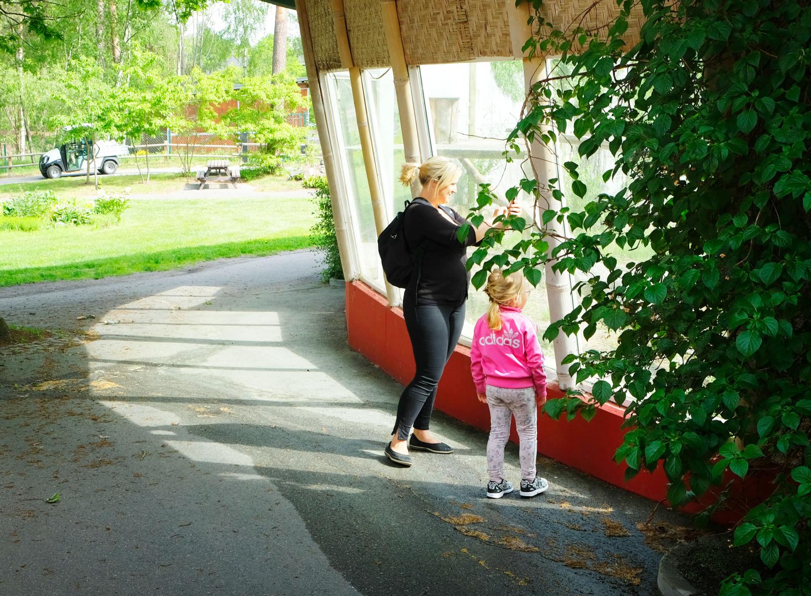 Den asiatiska paviljongen inhyste flera kattdjur där lejonen gjorde intryck på artikelförfattaren.