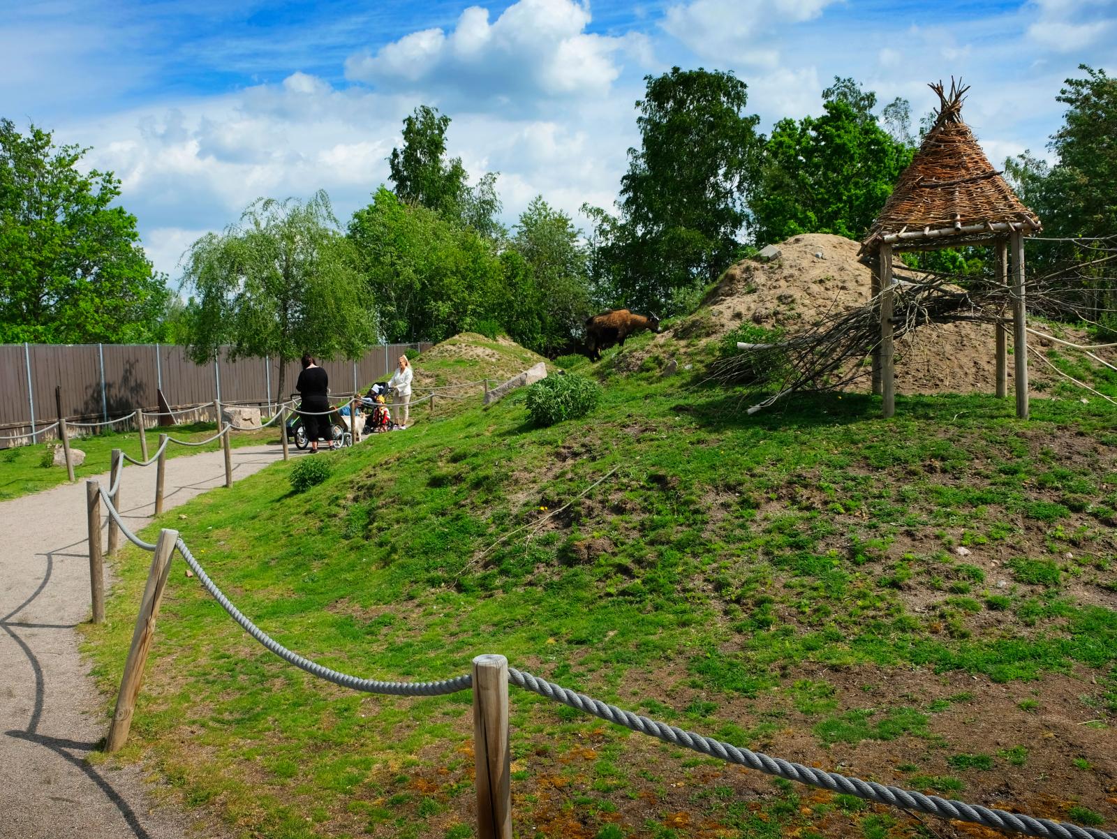 Wallabys, en slags känguru finns bortanför Lilla Zoo.