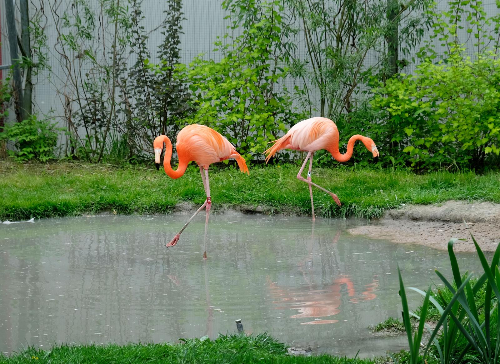 Ståtliga flamingos – skälet till varför vi valda att besöka Parken Zoo. Deras föda avgör deras färg.