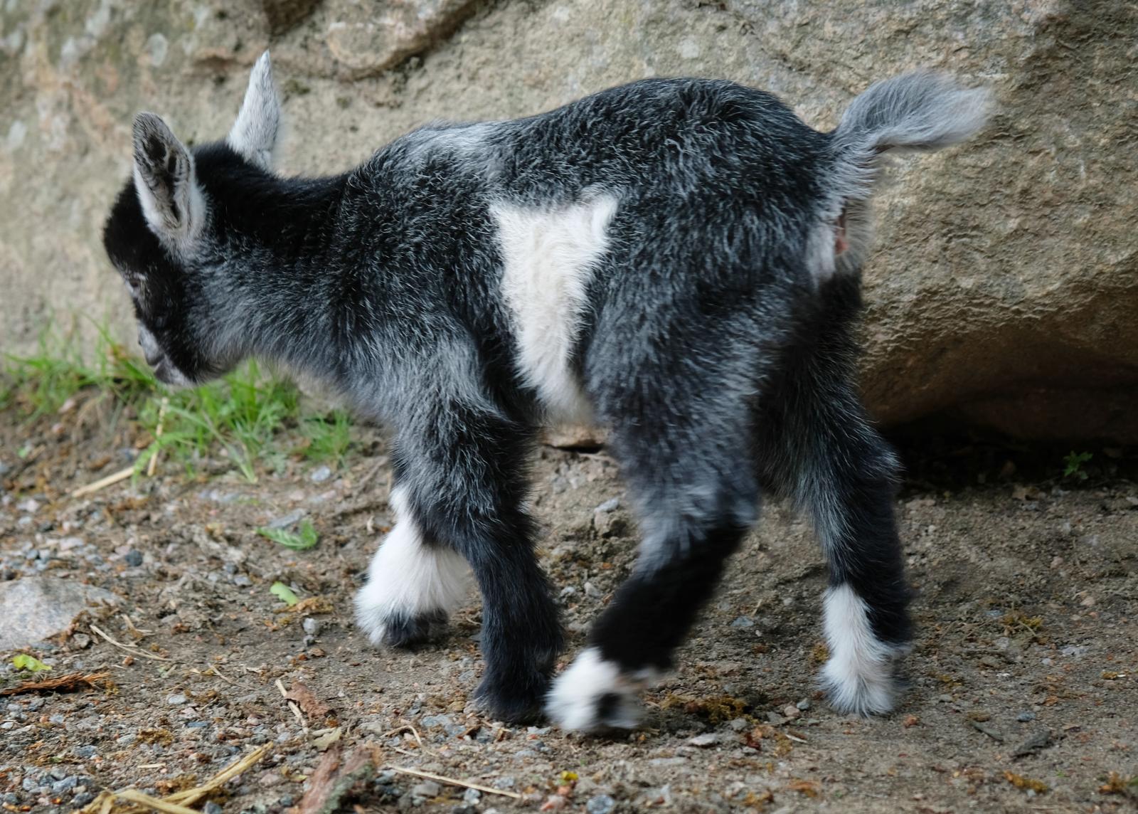 Under försäsong finns kultingar och lammungar på Lilla Zoo.