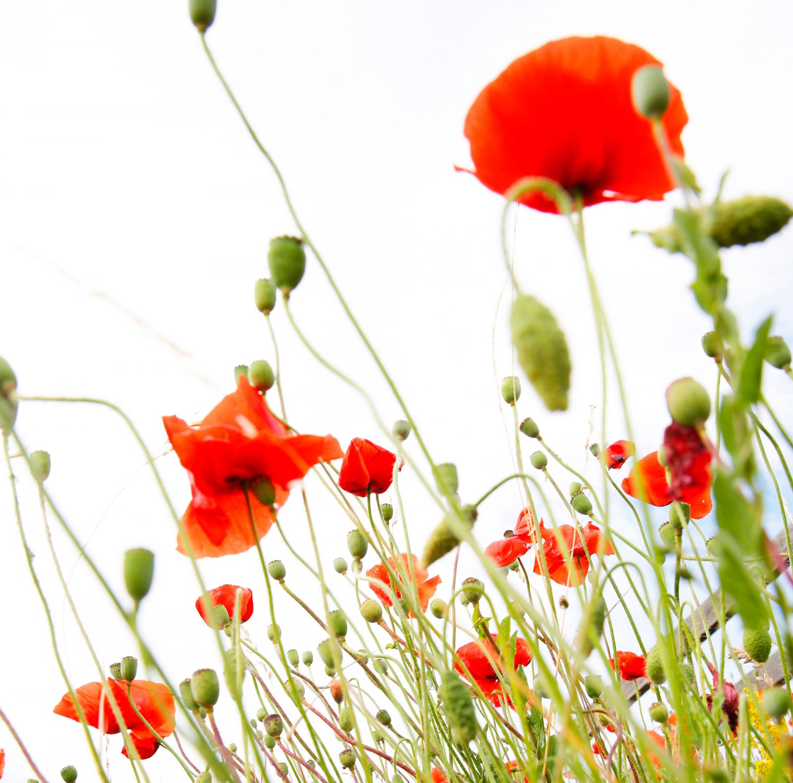 Havets närhet bjuder på en vacker blomsterprakt.