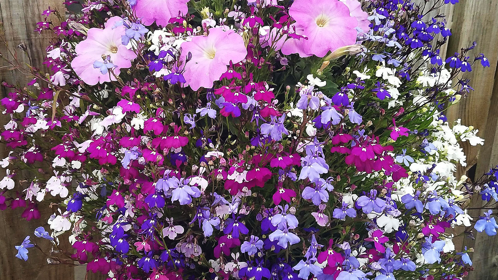 Det är gott om vackra blomsteruppsättningar.