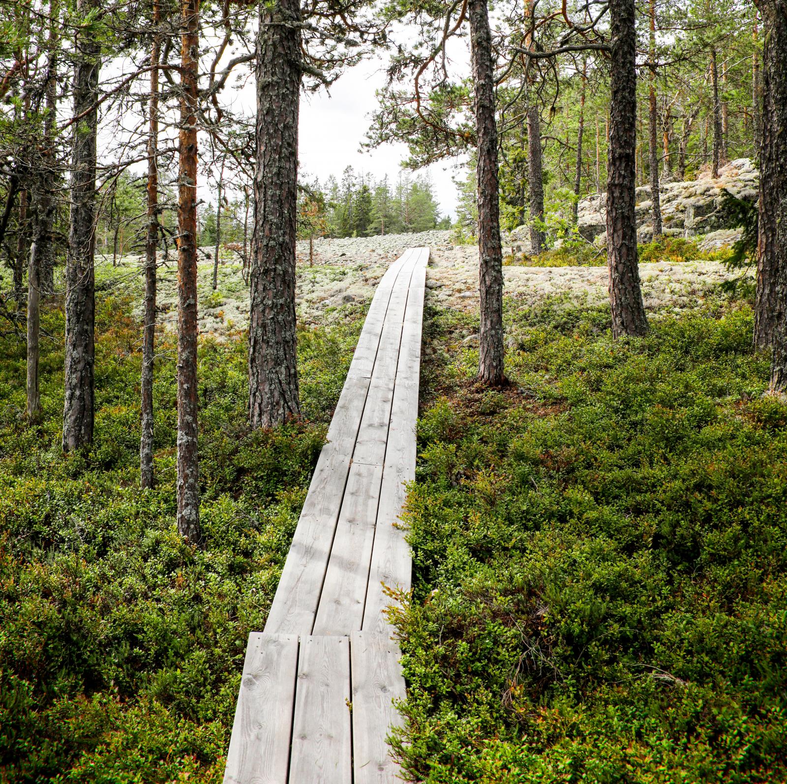 Fina promenadstråk på spänger genom skogen.