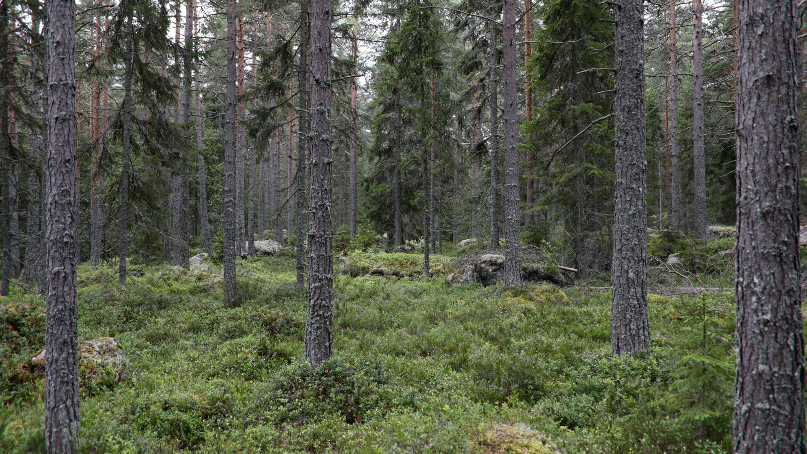 Skogen ger fina teatermiljöer i Trolska skogen.