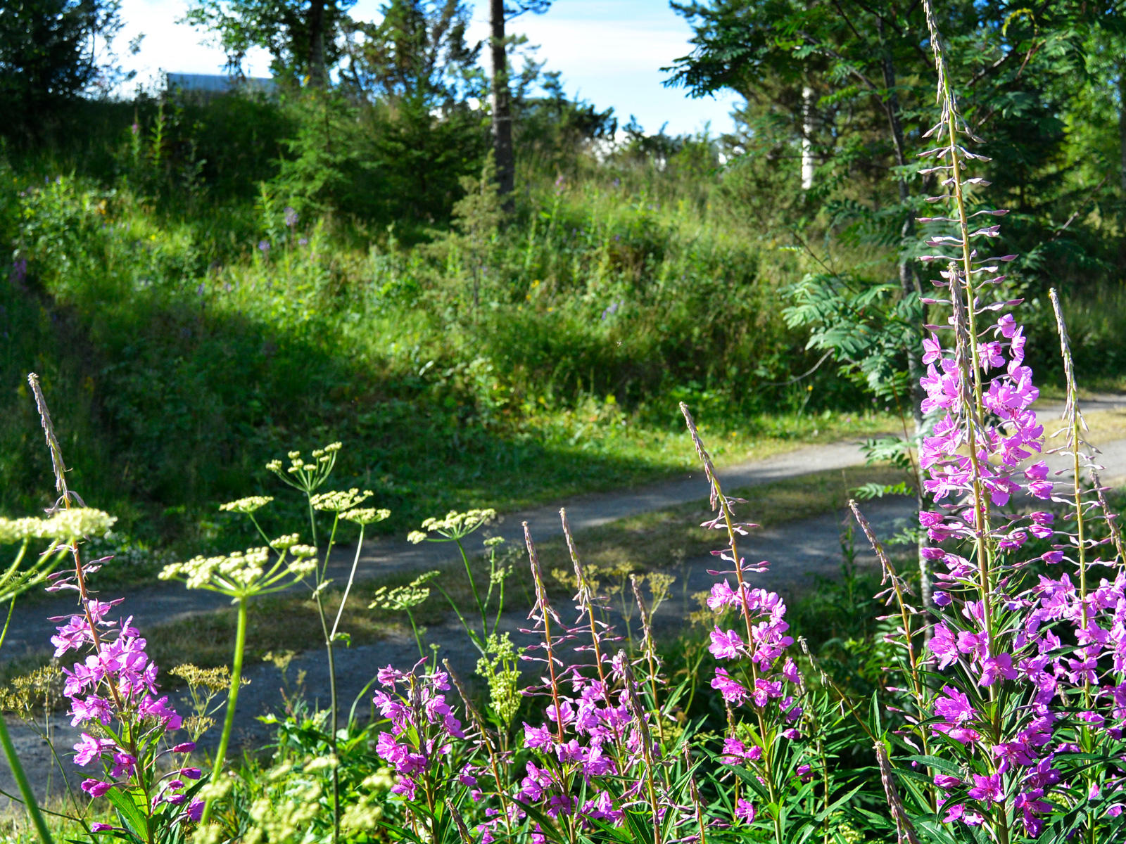 Sommartid förgylls campingen av blomsterprakt som denna.