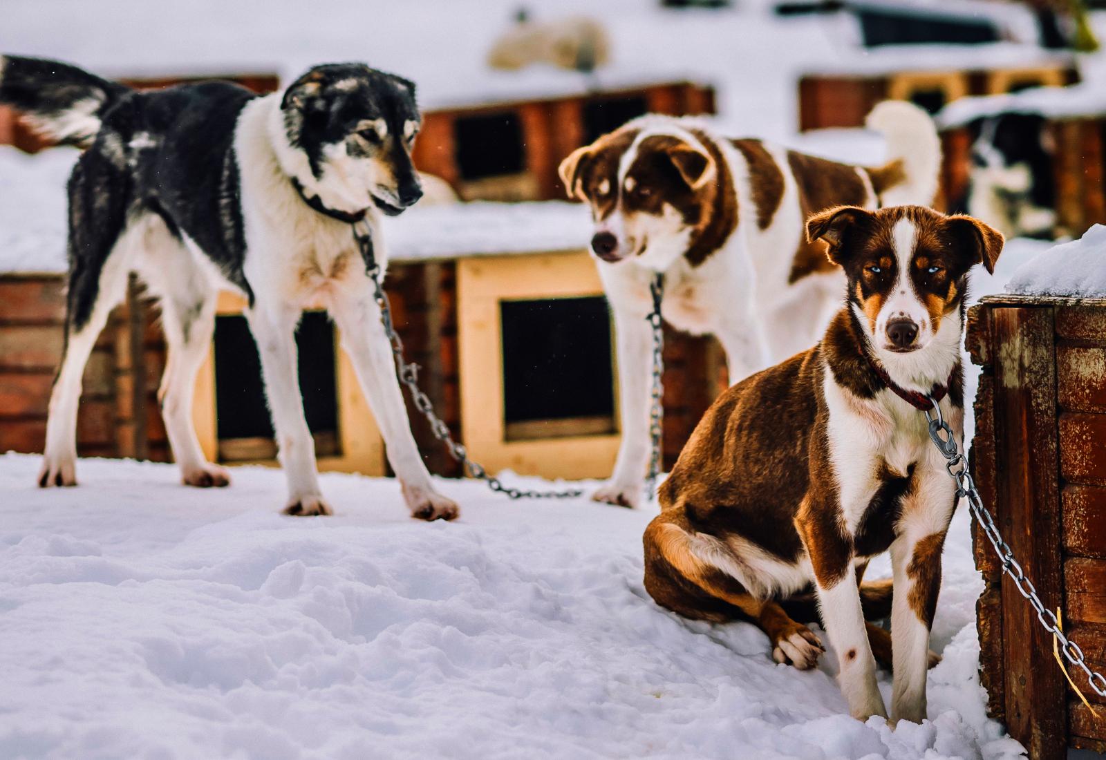 300. Så många alaskan huskys bor på Tromsö Vildmarkscenter.