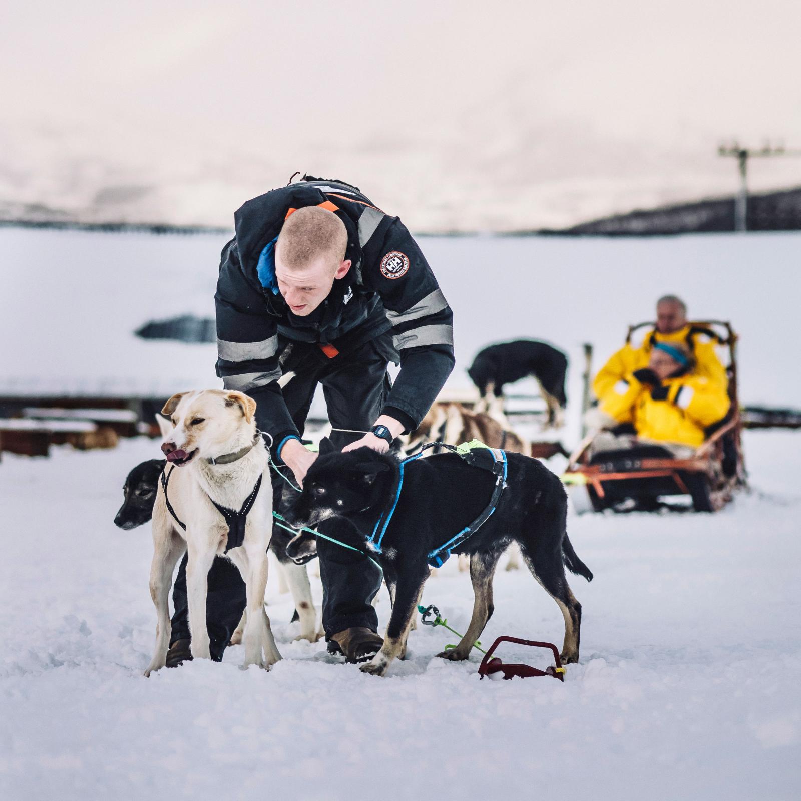 Redo. Max förbereder ännu en tur med hundspann i Tromsös storslagna landskap.