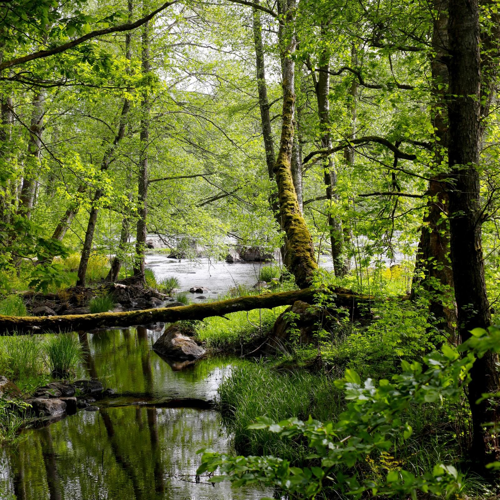 Fantastiska naturmiljöer i Knaggelid.