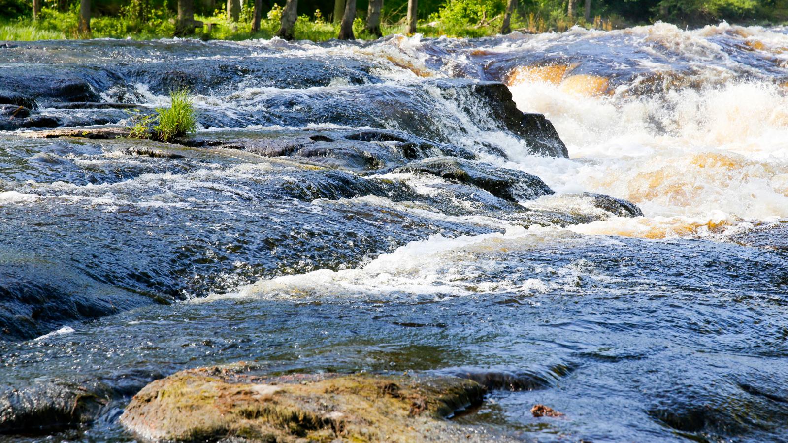Livliga forsar där fisken leker naturligt.