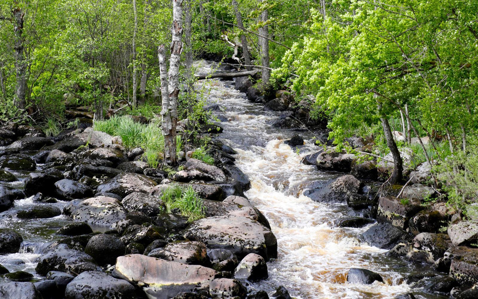 Under senare år har mycket arbete lagts ner på att återskapa naturliga lekplatser – alltså vattenvägar – för fisken.
