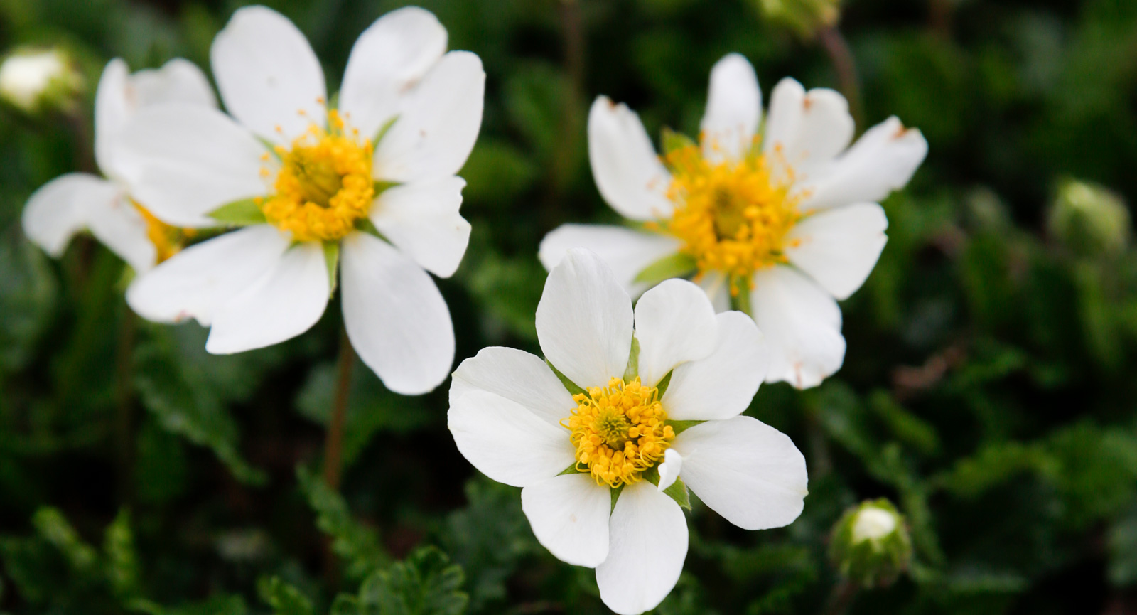 Lapplands landskapsblomma Fjällsippa växer här.