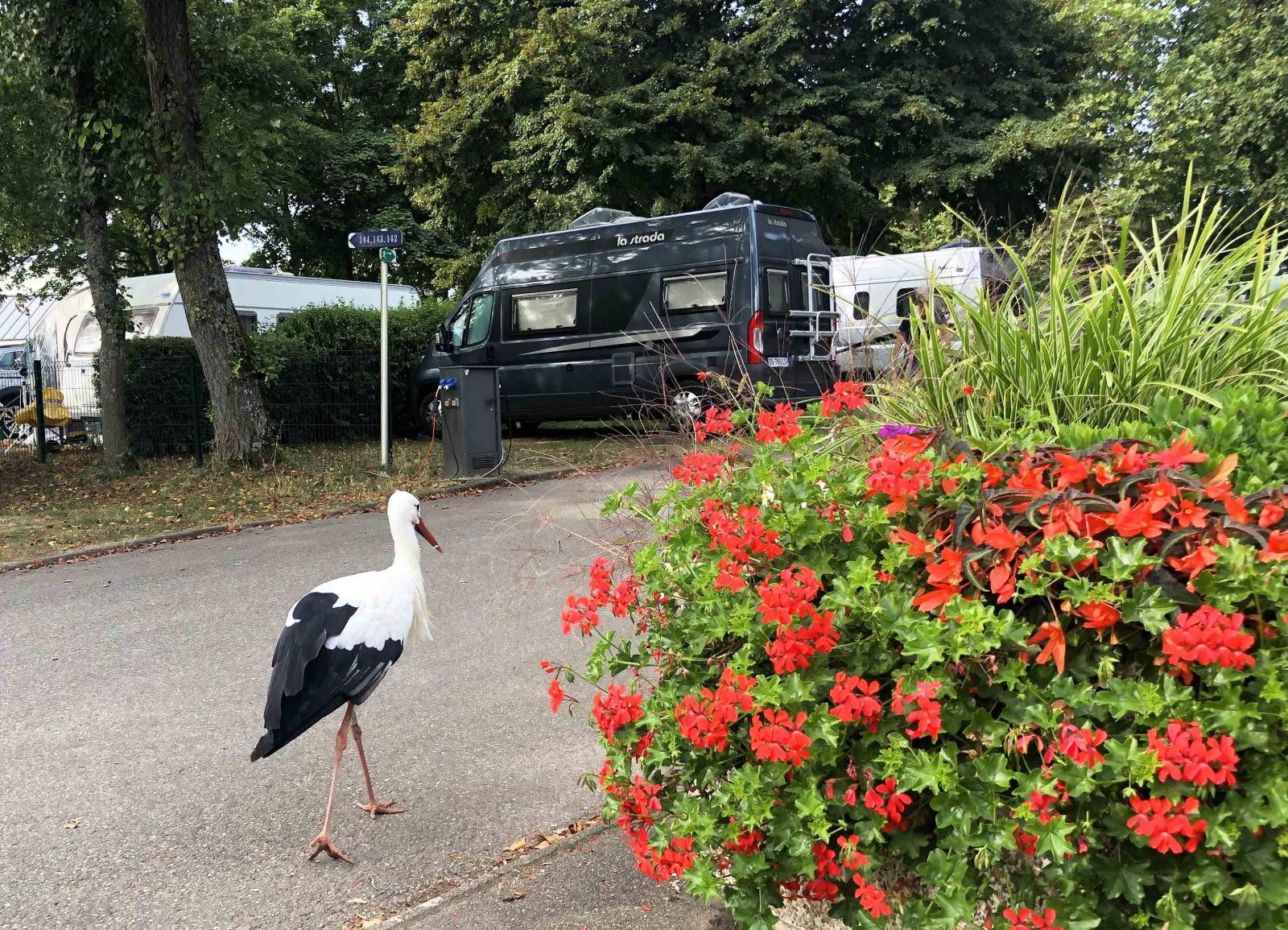 Ingen kände väl någon akut fara för en plötslig graviditet trots att storken kom till campingen och hälsade på.