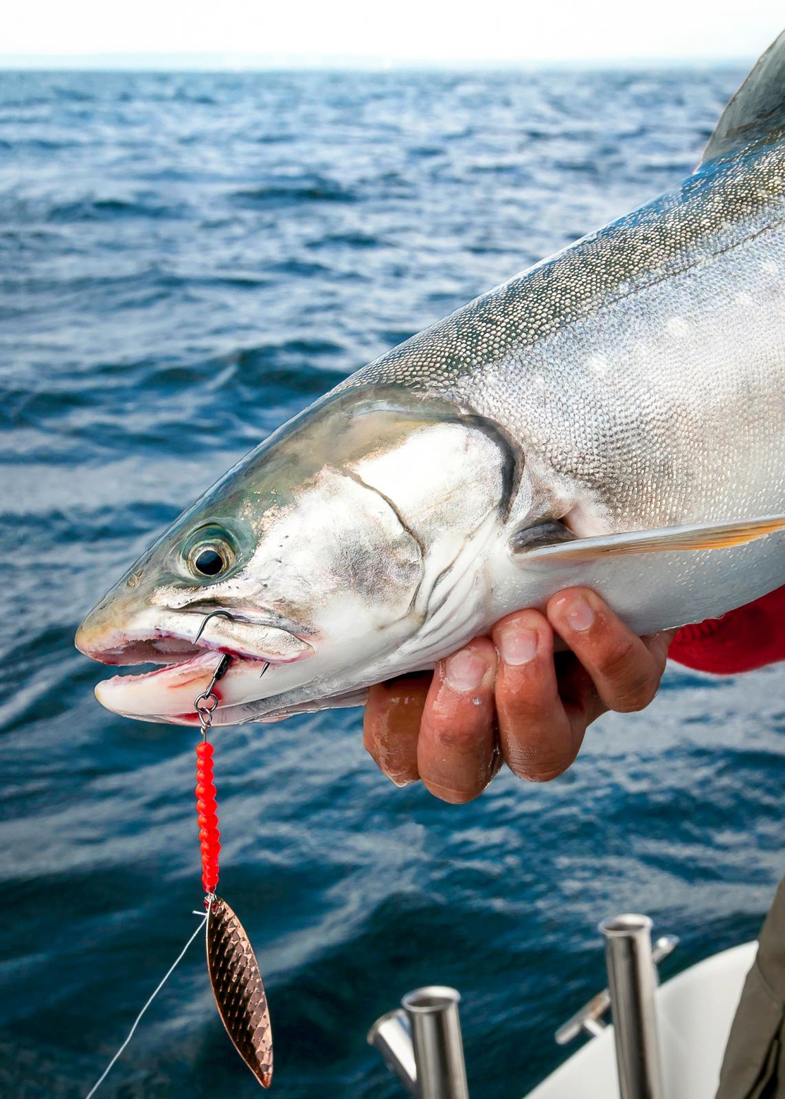 Ädelfisk. En röding som denna får det att vattnas i munnen. Kvällens festmåltid är räddad.