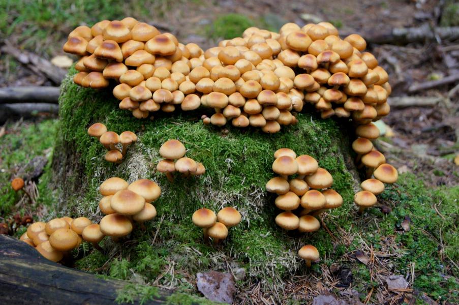 Skogens delikatesser