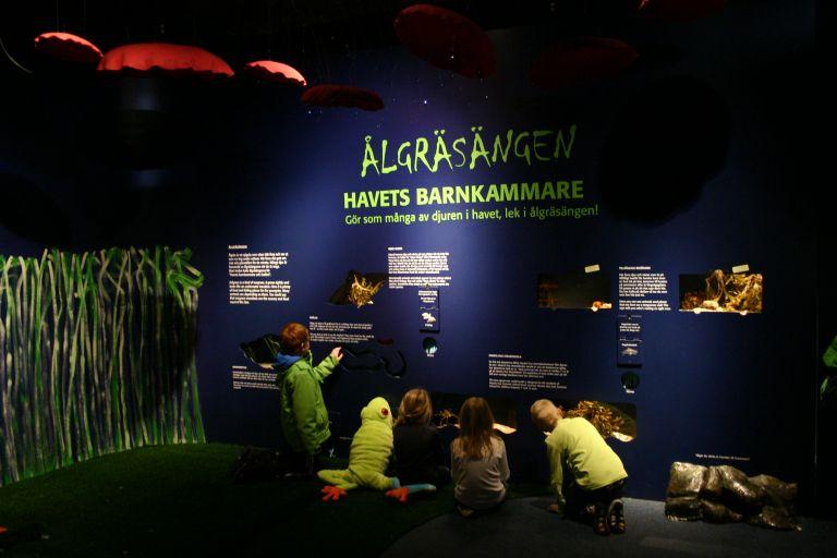 Nytt klappakvarium och ålgräsäng på Havets Hus