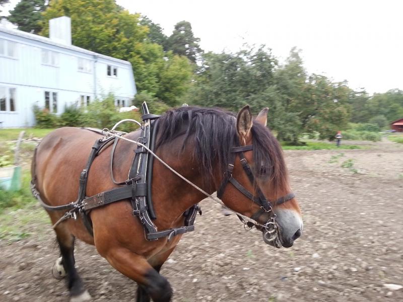 Skördefest och Mikaelifirande i Ytterjärna!