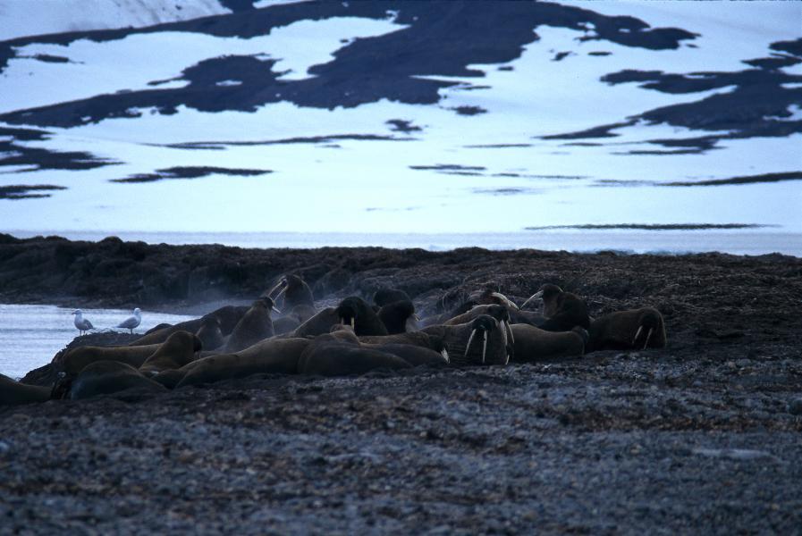 Polarjazz lyser upp Svalbard