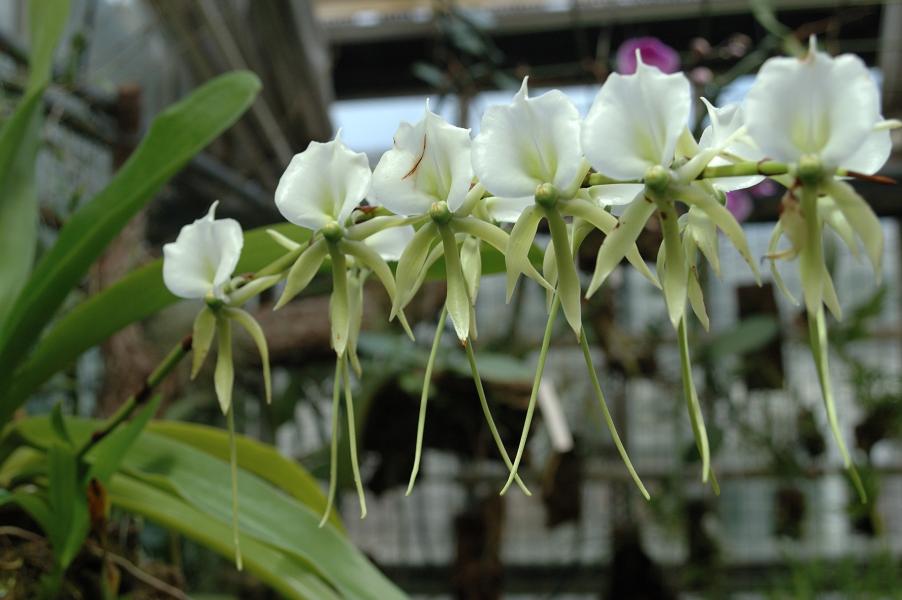 Kul på Botaniska