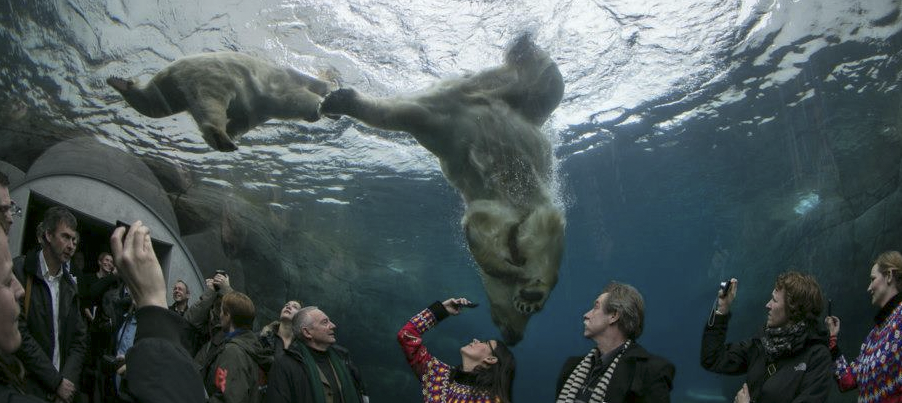 Isbjörnar i Danmark - Ny attraktion på Köpenhamns Zoo