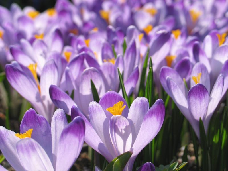 Botaniska trädgården i april