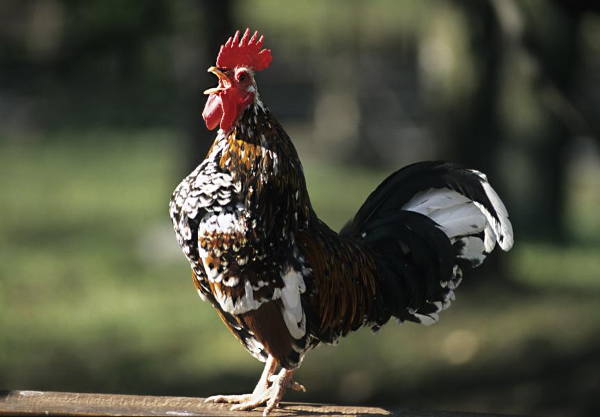 Påskfirande på Skansen