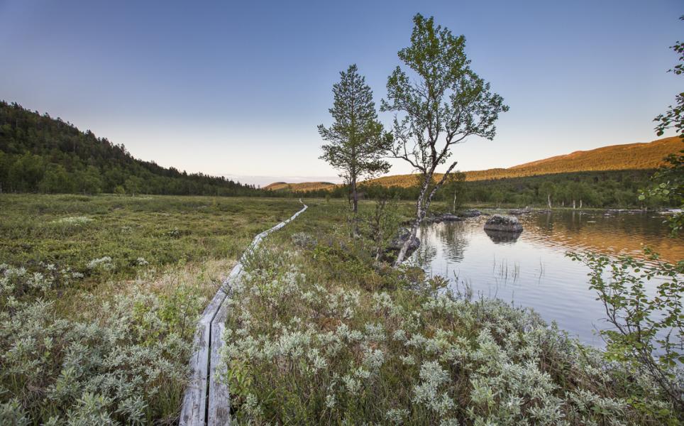 Satsa på säkerhet i svampskogen