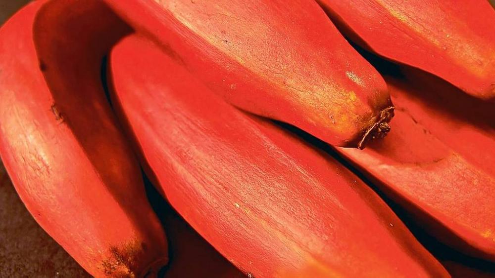 Banan, världens största ört