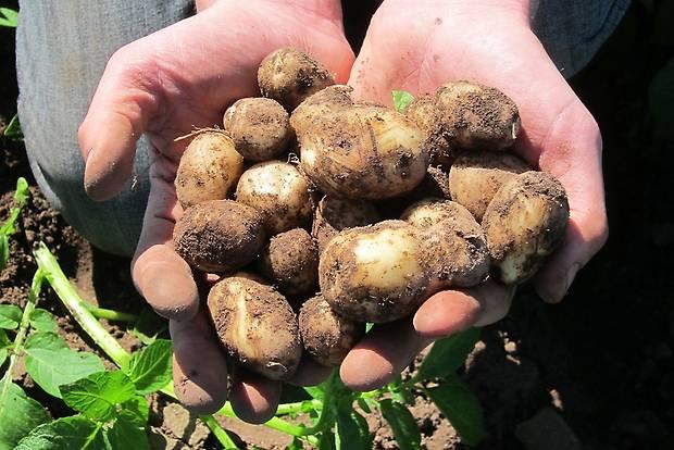 Svensk färskpotatis kostar 1400 kronor