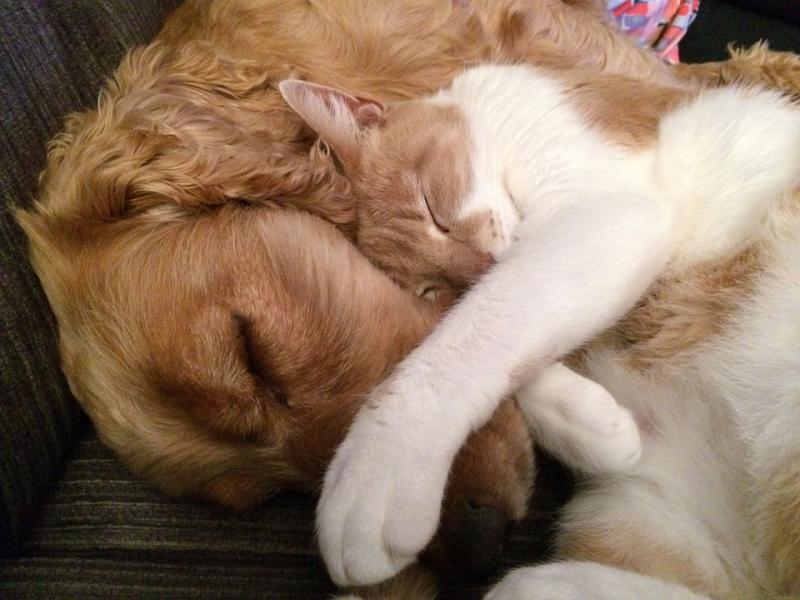 Hund och katt på resan